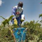 An MSF team member sprays stagnant water with biological insecticides to eliminate mosquito larvae without causing harm to the environment or humans. DRC 