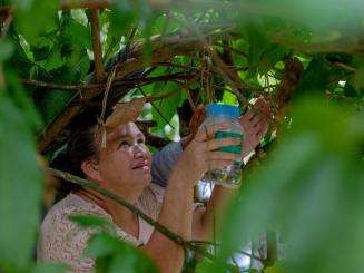 A woman holds a jar up to a tree releasing mosquitoes to prevent arbovirus spreading in Honduras.