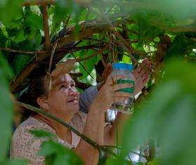 A woman holds a jar up to a tree releasing mosquitoes to prevent arbovirus spreading in Honduras.